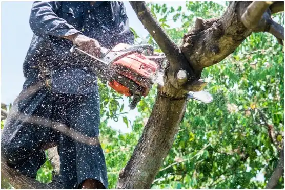 tree services Jeffersonville